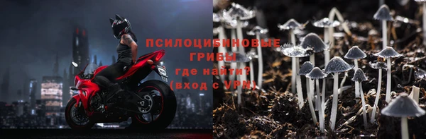 стаф Щигры